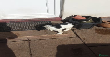 English Springer Spaniel dogs - Advert 3