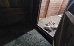 Continental Giant rabbits for sale: 8 baby continental giants  - Image 4