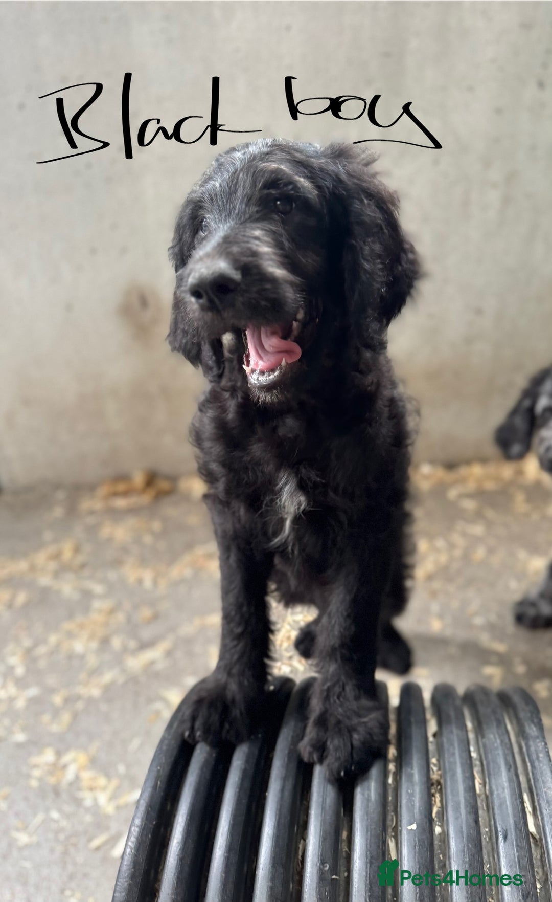 Goldendoodle dogs for sale:  F1b golden doodle puppies ready to go.  in Llandeilo - Image 8