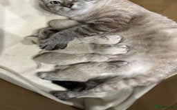 Ragdoll cats for sale: Ragdoll kittens for sale - Image 24