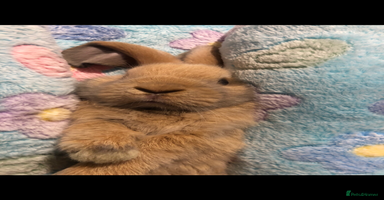 Mini Lop rabbits - Advert 1