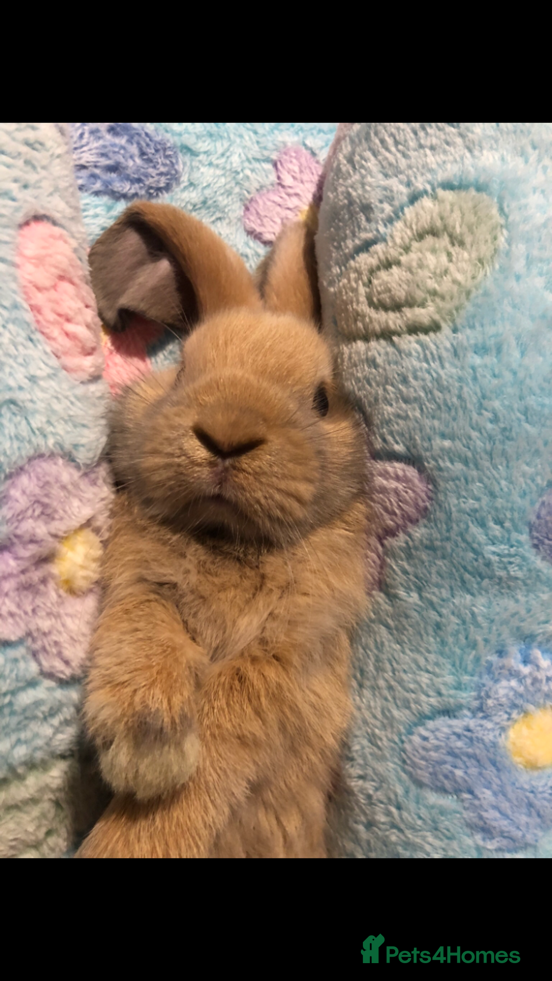 Mini Lop rabbits for sale: Beautiful Mini Lop Rabbit  - Image 3