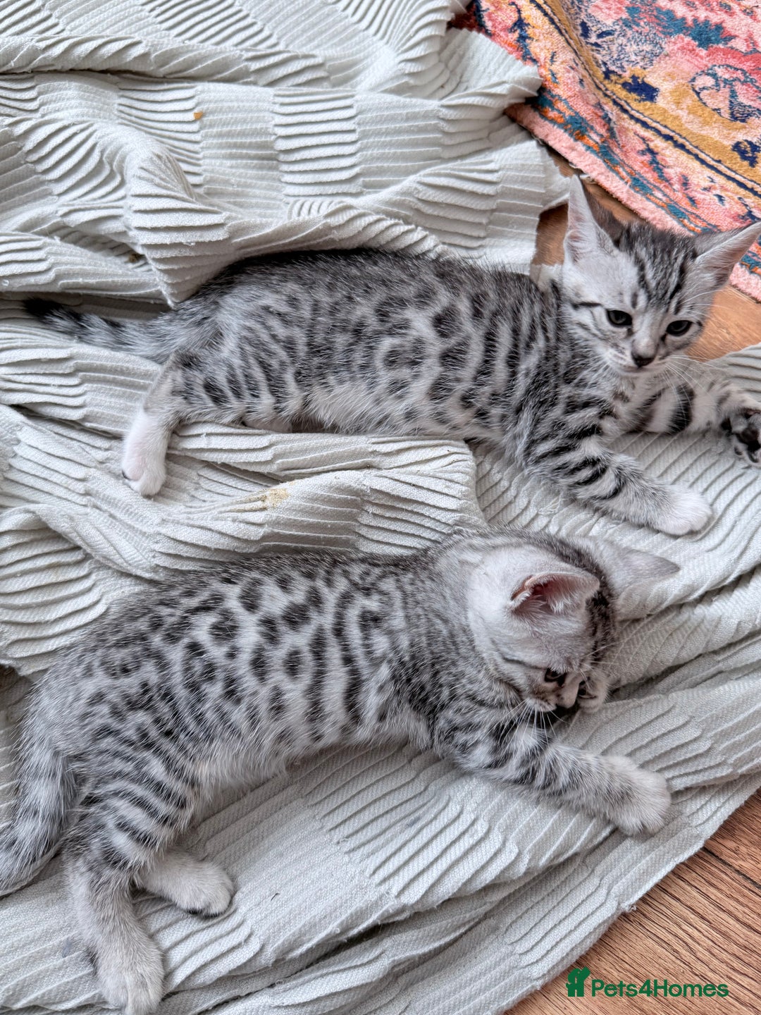 Balinese cats for sale: kittens - Image 1