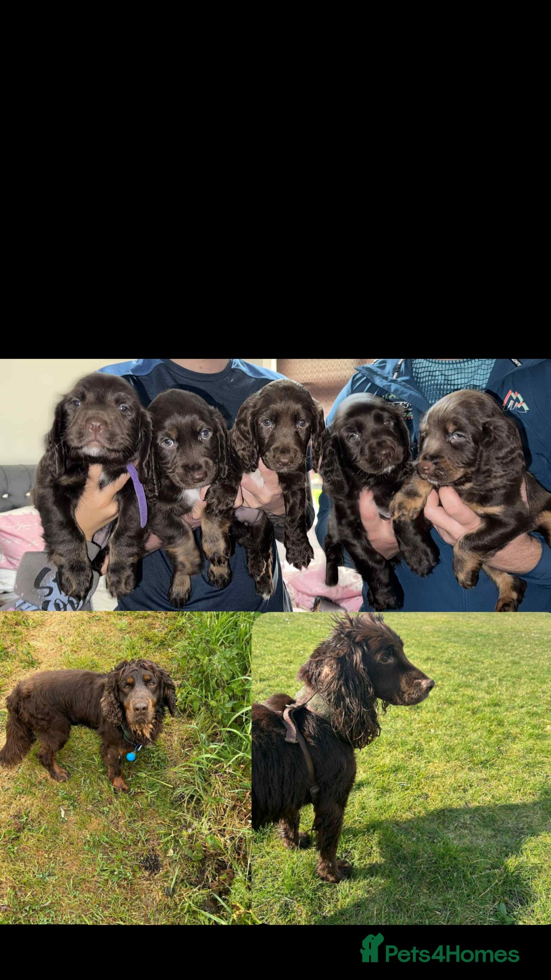 Cocker Spaniel dogs for sale: Cocker spaniel puppies  - Advert 7