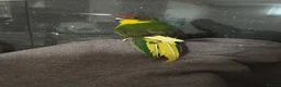 Parakeets birds for sale: Kakariki girl with cage  - Advert 4