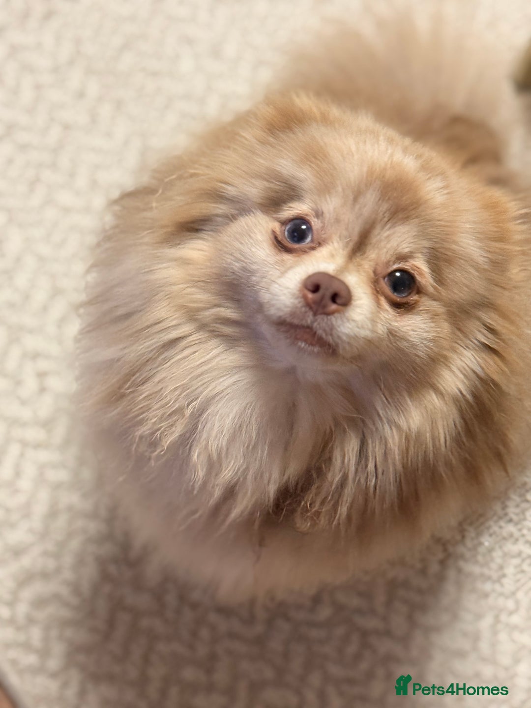 Pomeranian dogs for sale: Small & Fluffy Pomeranian Puppies Ready to Reserve - Advert 21