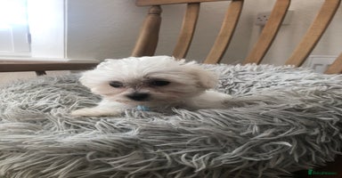 Maltese dogs - Advert 15