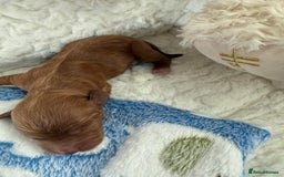 Cockapoo dogs for sale: Ready Dec 20th. Fully dna & health tested clear - Image 5