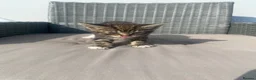 Mixed Breed cats for sale: 6 beautiful kittens in Basildon - Advert 3