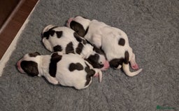 English Springer Spaniel dogs for sale: English Springer spaniel pups - Image 3