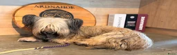 Skye Terrier dogs for sale: KC Reg Skye Terrier Cream puppies  - Advert 14