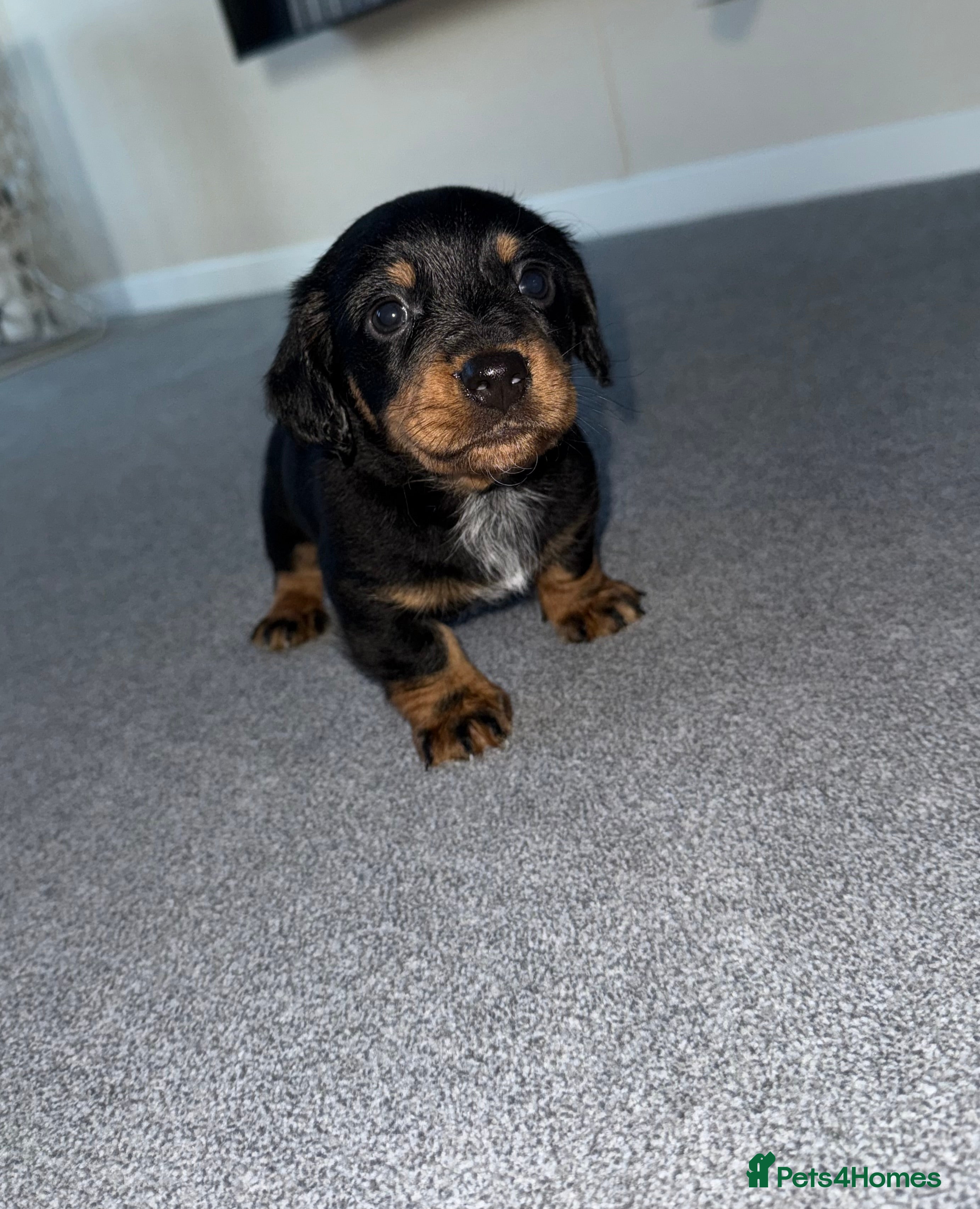 Mixed Breed dogs  * NO time wasters!*Beautiful jackadac puppys  - Advert 9