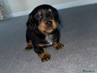 Mixed Breed dogs * NO time wasters!*Beautiful jackadac puppys - Advert 2