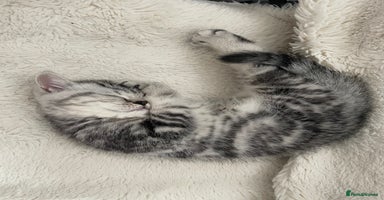 British Shorthair cats - Advert 3