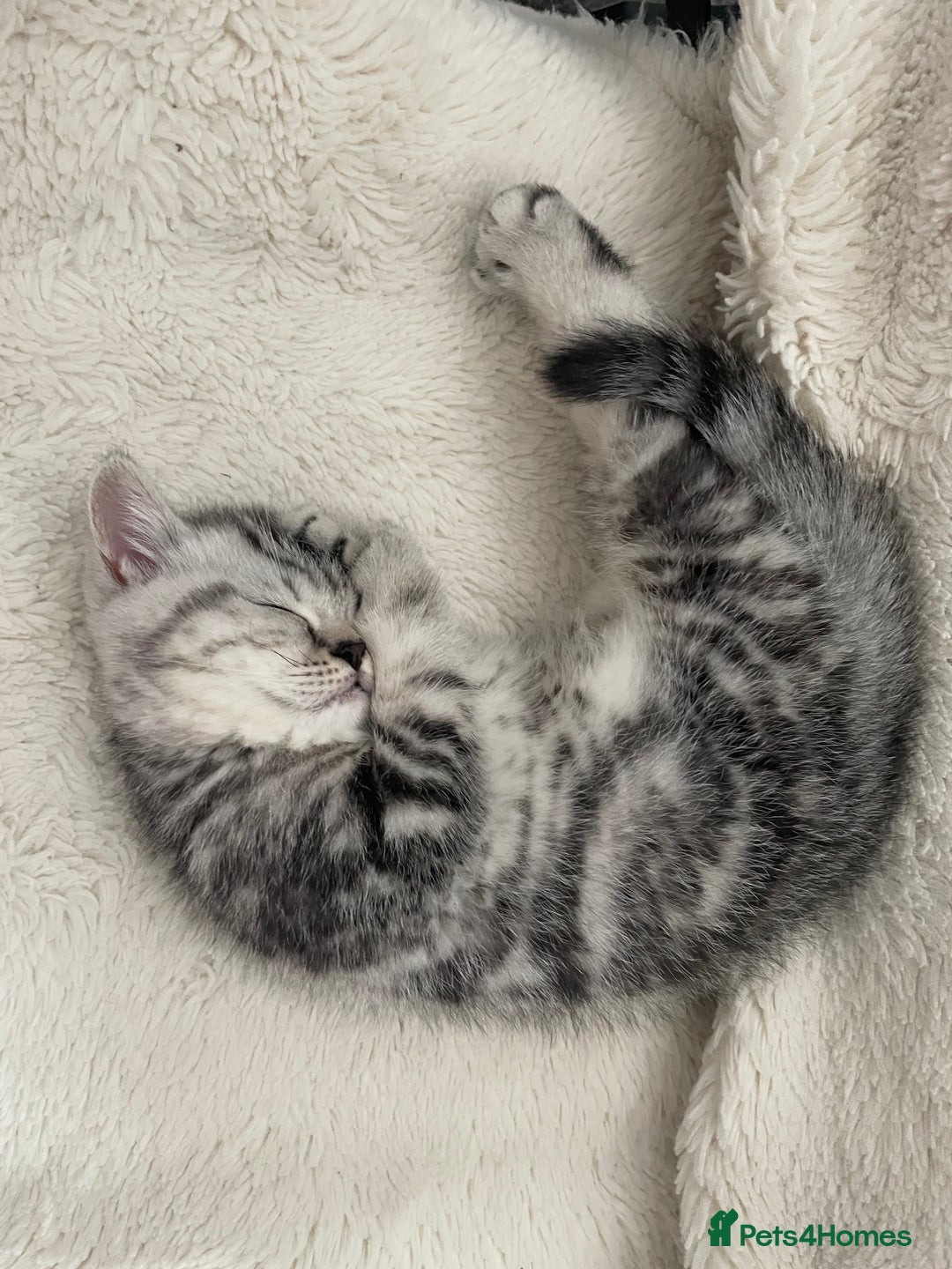 British Shorthair cats for sale: Three Precious Kittens - all 3 reserved  - Image 3