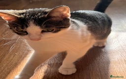 Mixed Breed cats for sale: Gorgeous year old girl  - Image 5