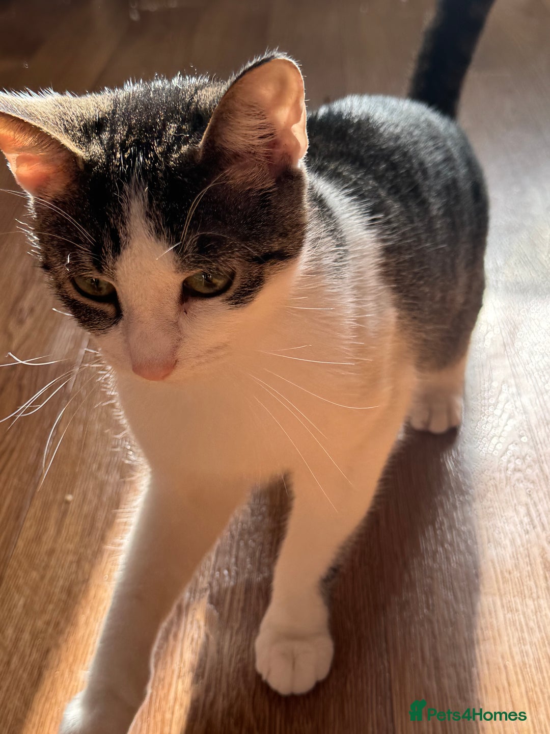 Mixed Breed cats for sale: Gorgeous year old girl  - Image 5