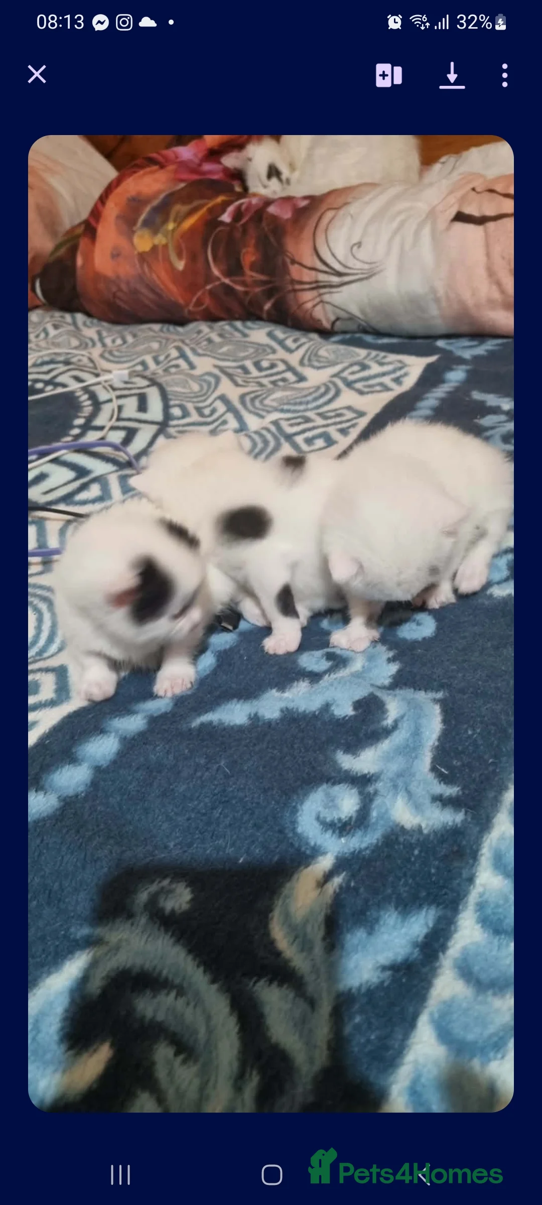 Siberian cats for sale: Siberian  - Advert 2