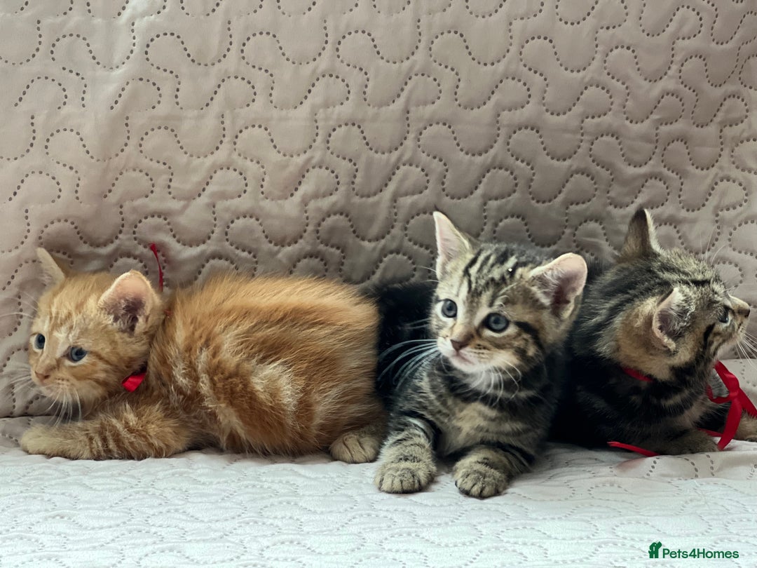 Domestic Shorthair cats for sale: Adorable Kittens Looking for a Loving Home 🐾 - Image 3