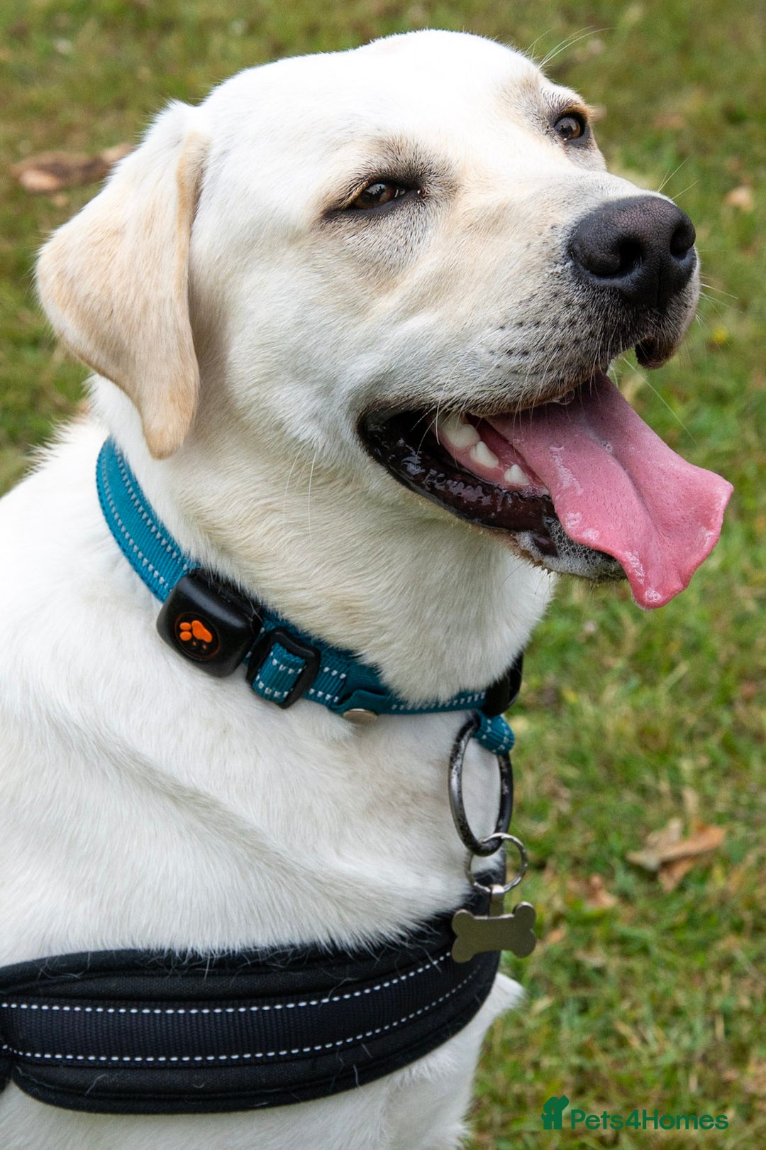 Labrador Retriever dogs for stud: Labrador Retriever for Stud - Marley in Gravesend - Image 2