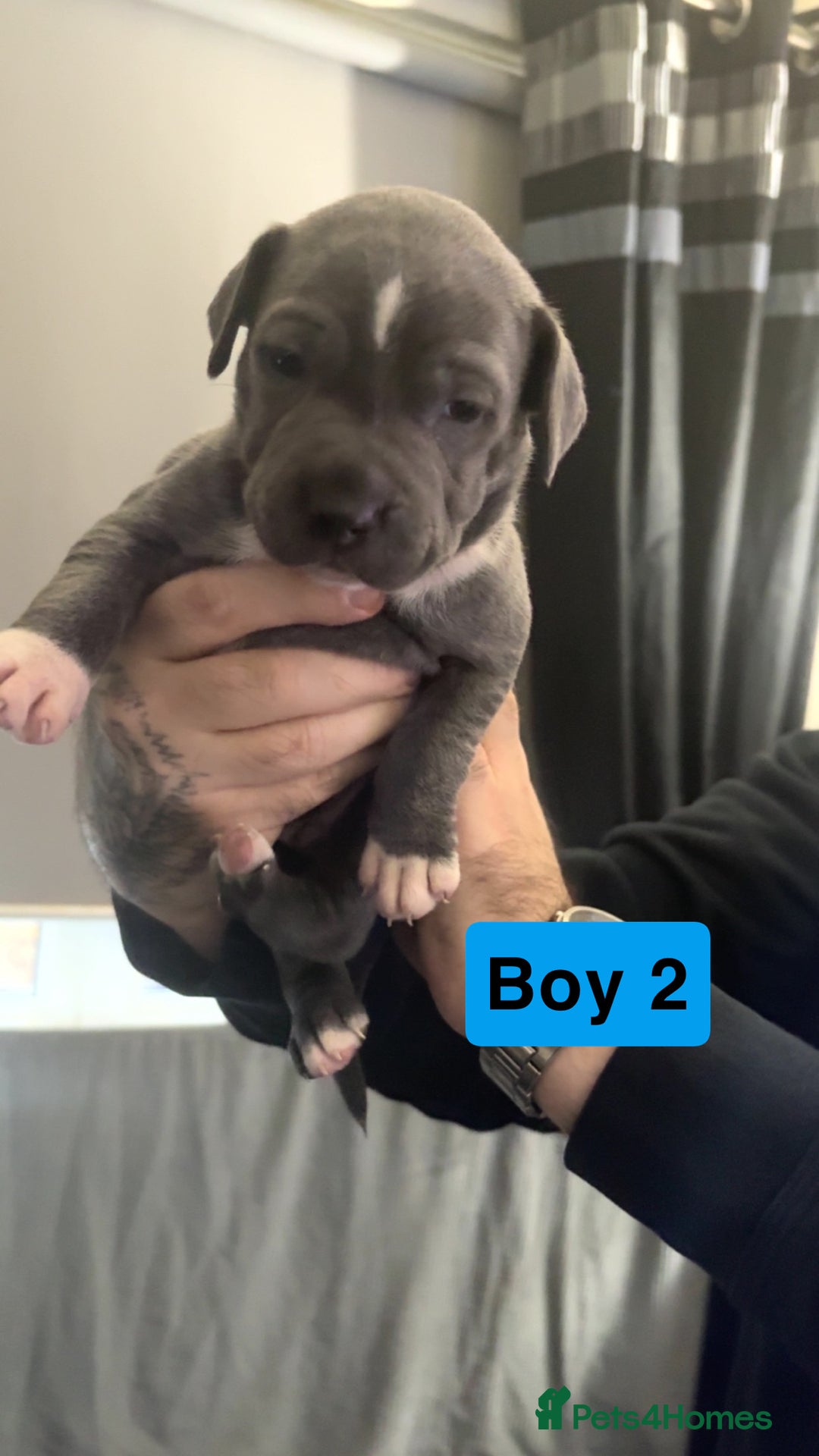 Staffordshire Bull Terrier dogs for sale: Staffy pups for sale  - Advert 7