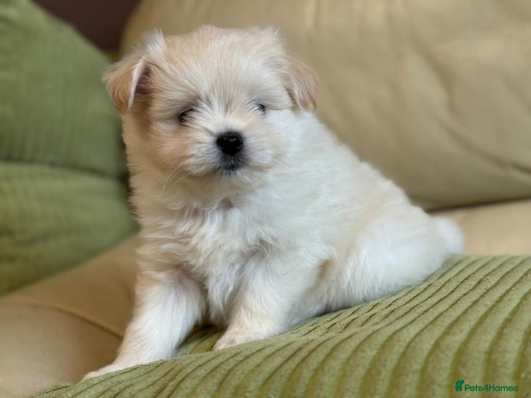 Pomapoo dogs for sale: Fluffy 4 Pomapoo Puppies Ready for Their Homes - Advert 12