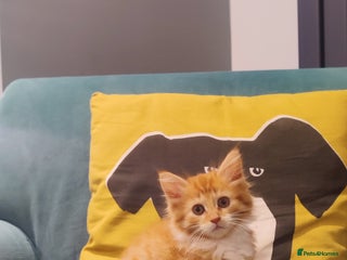 Mixed Breed cats One kitten remaining - Advert 12