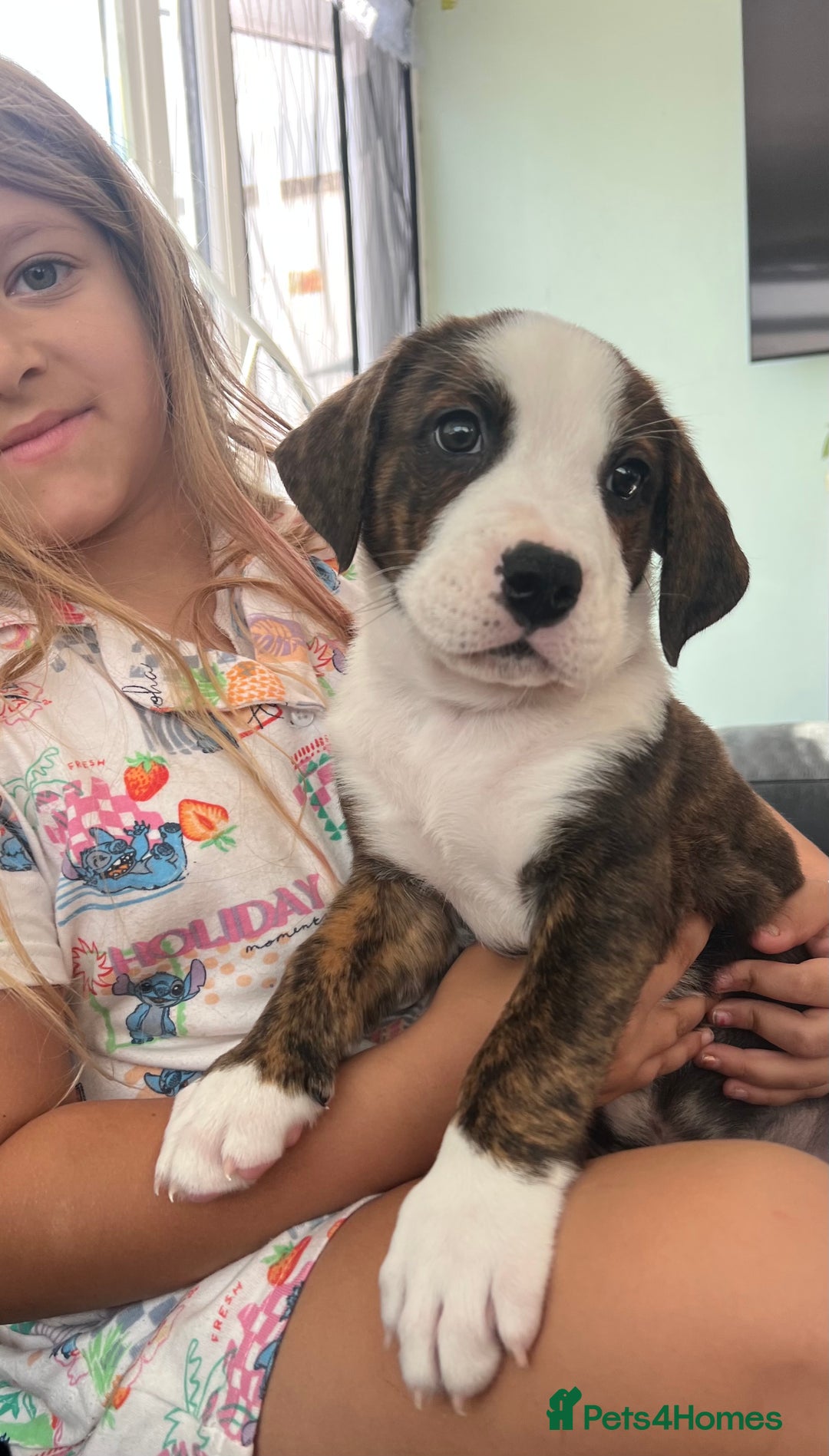 Mixed Breed dogs for sale: American Bulldog X Bernese mountain Dogs  - Image 30