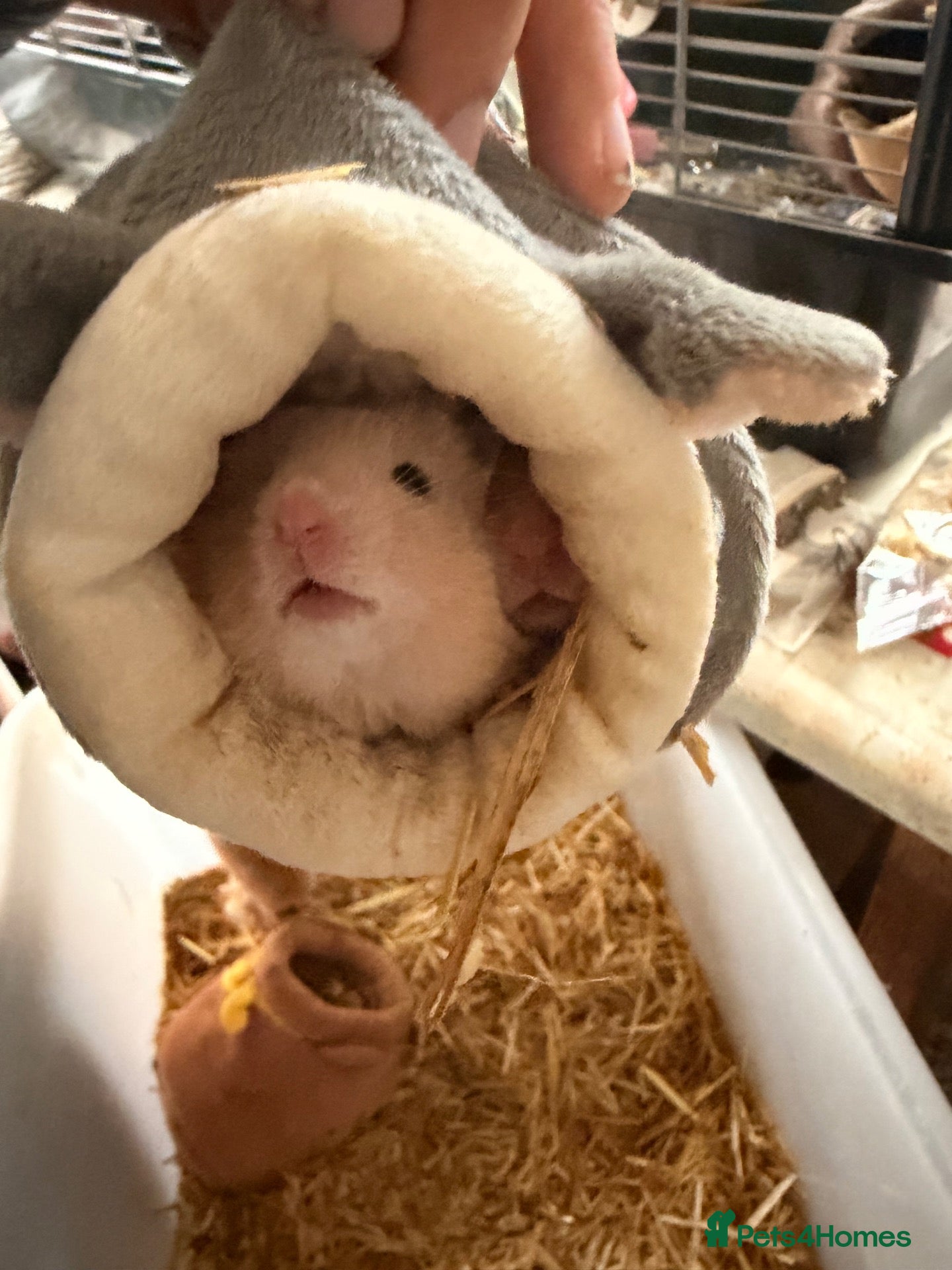 Hamster rodents Hamsters ready now  - Advert 1