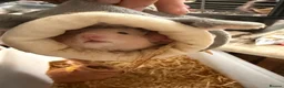 Hamster rodents for sale: Hamsters ready now  - Advert 1