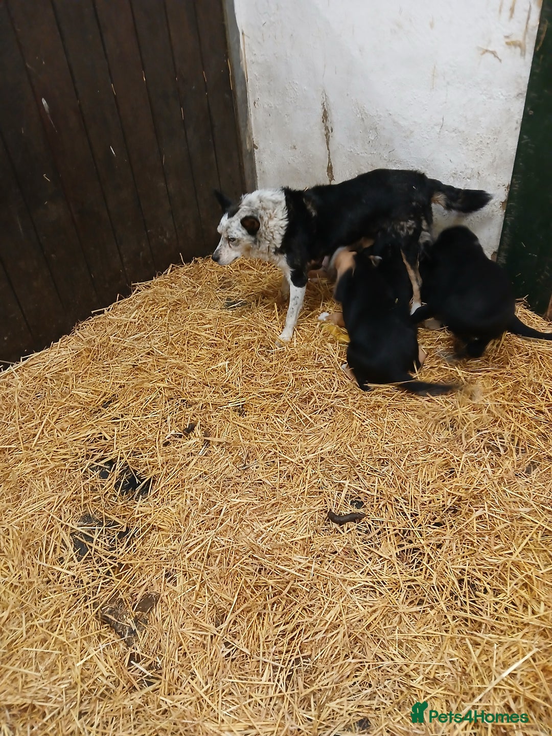 Border Collie dogs for sale: Sheepdog puppies - Image 7