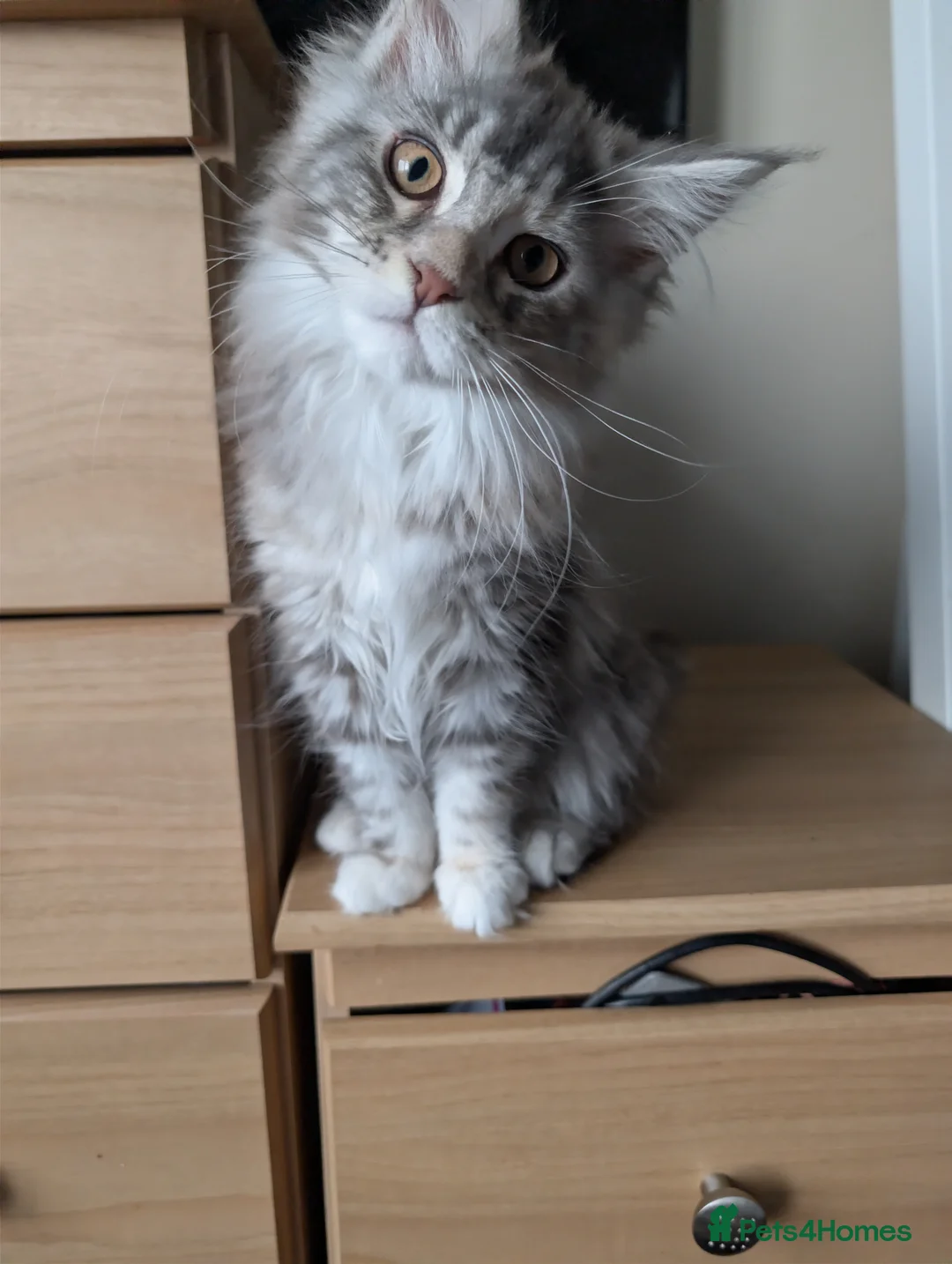 Maine Coon cats for sale: GCCF Maine Coon Kittens  - Advert 7