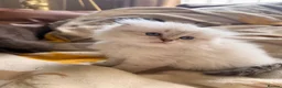 Scottish Fold cats for sale: Fluffy short legs show quality kittens available - Advert 13