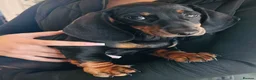 Miniature Dachshund dogs for sale: Miniature Dachshund puppies 🐶 one male left  - Advert 2