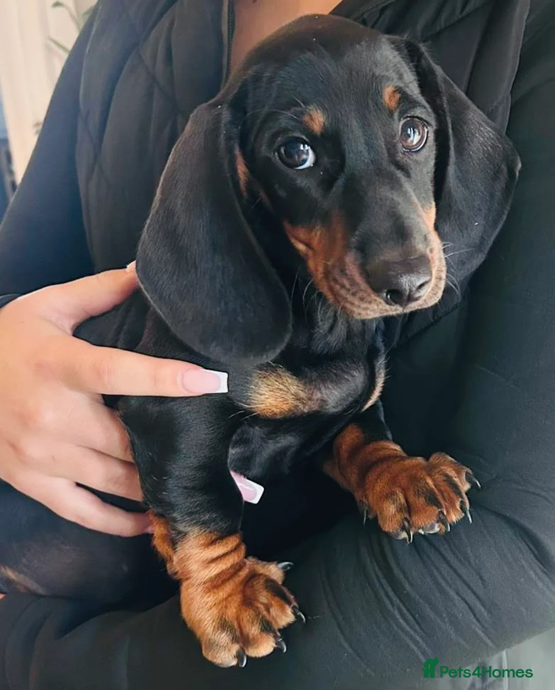 Miniature Dachshund dogs for sale: Miniature Dachshund puppies 🐶 one male left  - Advert 2