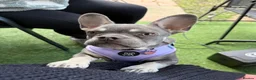 French Bulldog dogs for sale: Beautiful French Bulldog Puppy - Advert 3
