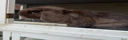 Mini Lop rabbits for sale: Chocolate mini lop female 6 months old  - Advert 4
