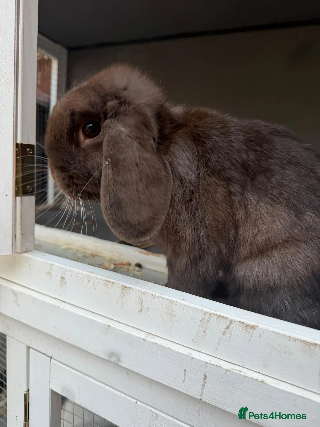 Mini Lop rabbits for sale: Chocolate mini lop female 6 months old  - Advert 4