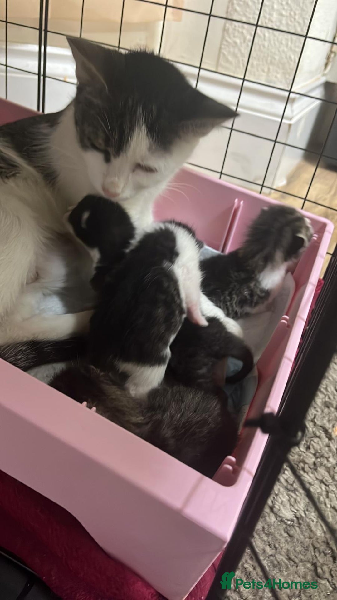 Mixed Breed cats for sale: 4 cute bundles of joy  - Image 14