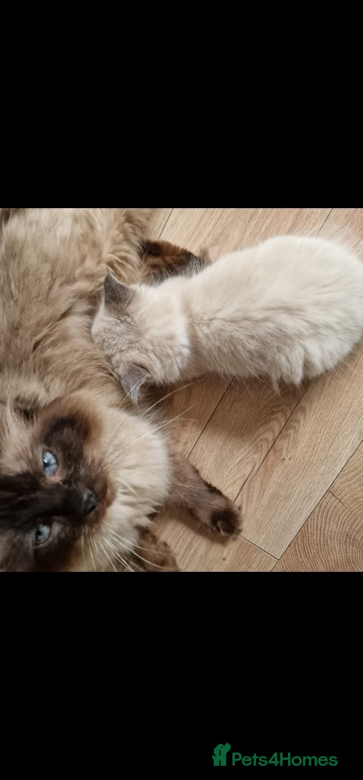 Ragdoll cats BEAUTIFUL RAGDOLLS READY NOW - Advert 1