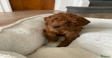 Cockapoo dogs - Advert 2