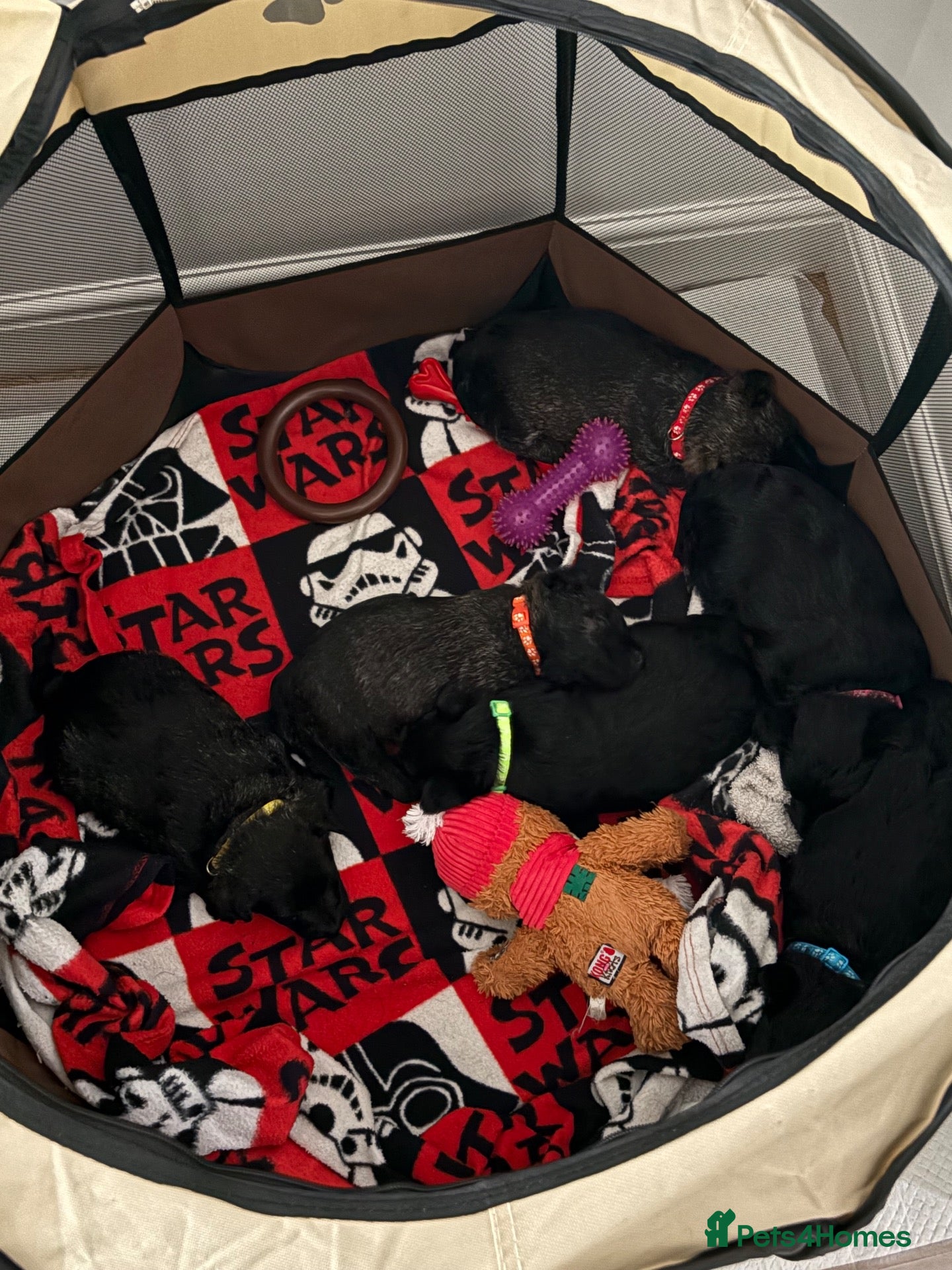 Scottish Terrier dogs Scottish terrier puppies for sale  - Advert 3