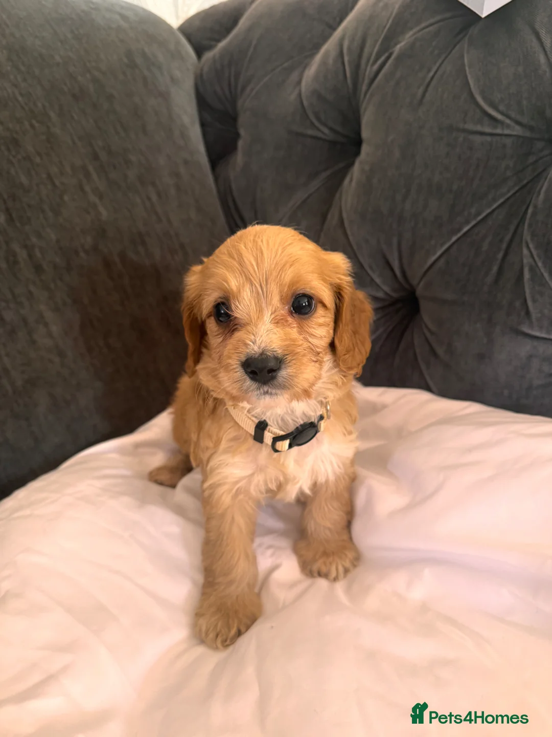 Cockapoo dogs for sale: Cockapoo puppies  in Leatherhead - Advert 22