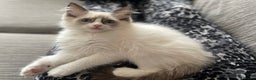 Ragdoll cats for sale: 1 left - Pedigree Bicolour Ragdoll kittens  - Advert 7