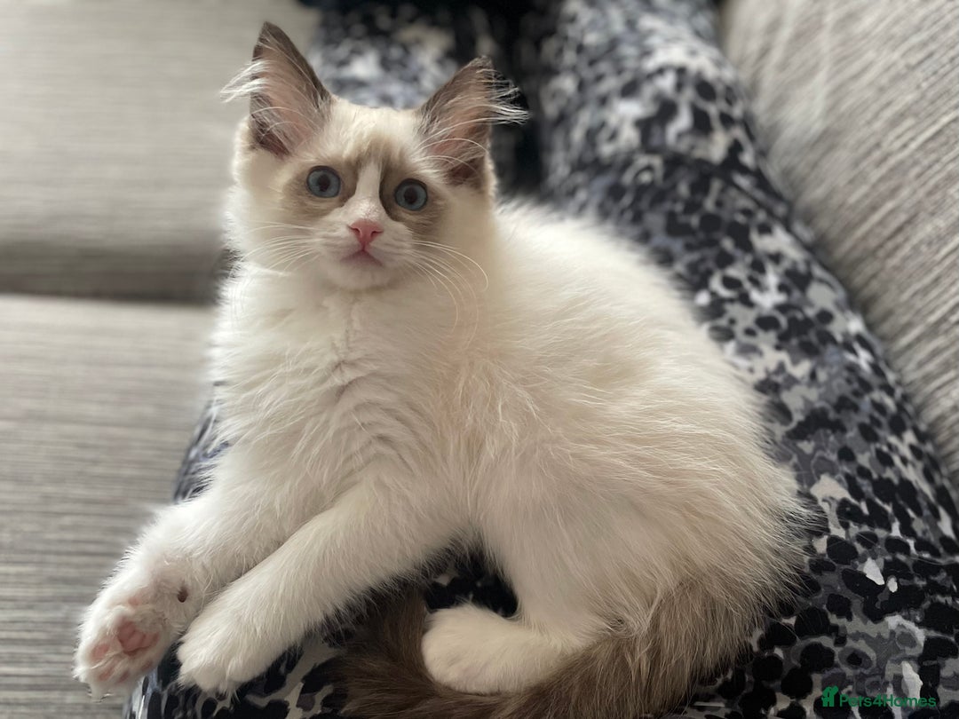 Ragdoll cats for sale: 1 left - Pedigree Bicolour Ragdoll kittens  - Advert 7