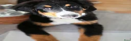 Bernese Mountain Dog dogs for sale: Re-homing female bernese mountain puppy - Advert 8