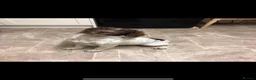English Springer Spaniel dogs for sale: Kc registered springer spaniel  - Advert 1