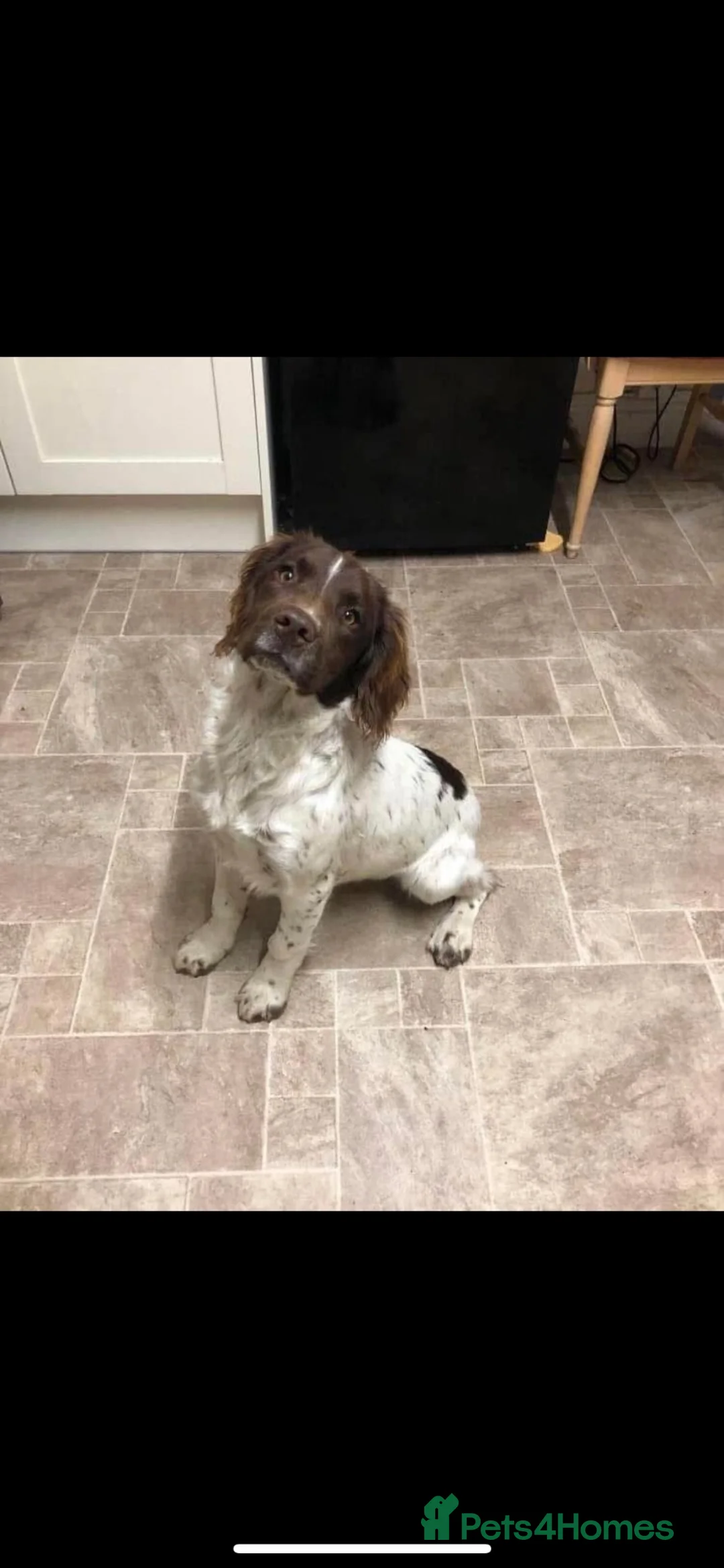 English Springer Spaniel dogs for sale: Kc registered springer spaniel  - Advert 1