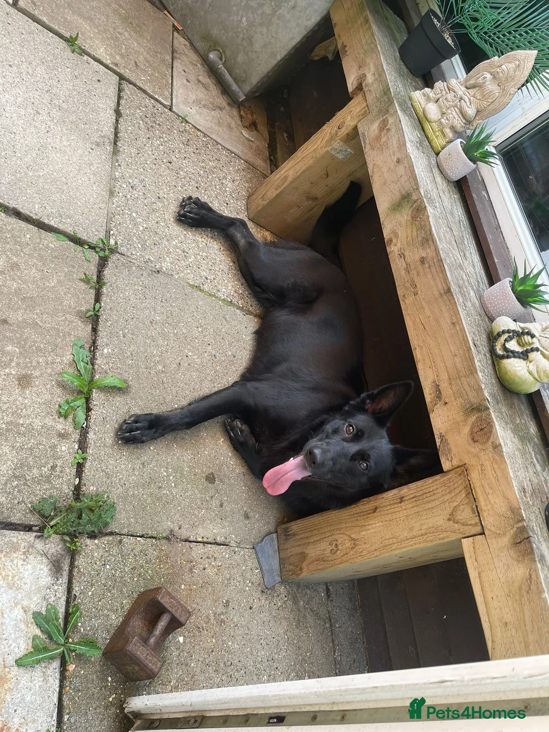 Mixed Breed dogs for sale: 5 year old female - Advert 6