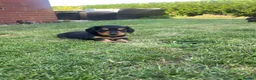 Miniature Dachshund dogs for sale: Miniature long haired dachshunds - Advert 8